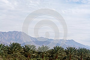 Plantation of Phoenix dactylifera, commonly known asÂ dateÂ orÂ date palm trees in Arava desert, Israel, cultivation of sweet del